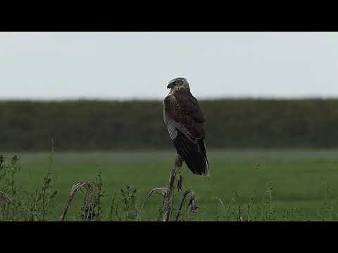 Wespendief, bruine kiekendief, buizerd onderscheiden /buzzard, honey buzzard, Vogelen met Limosa 37