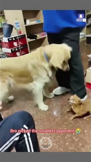 Funniest Dogs Fails & Reactions Ever 😂 | funny reactions, expressions, chaos & comedy ever caught 🤣