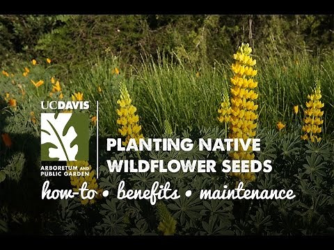 Planting Native Wildflower Seeds