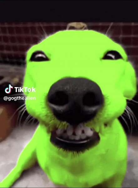 I’m not that innocent 👽💚 #Gog #alien #dog #notthatinnocent #innocent #vira #trendiing #dogsoftiktok #fyp