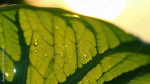 A closeup of a leaf in the sunlight revealing the unique patterns and textures of its s and surface.