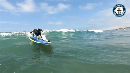 Abbie, le chien surfeur, brise les vagues et les records
