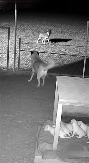 Kangal Stops Wolf Near Puppies | CCTV Description: Night surveillance records a wolf closing in on a kennel. The Kangal intercepts and engages, gaining ground during a brief struggle and guiding the animal away. The scene ends with the Kangal guarding the puppies. Hashtags: #securitycamera #kangal #animalinstincts #cctv #ruralfootage