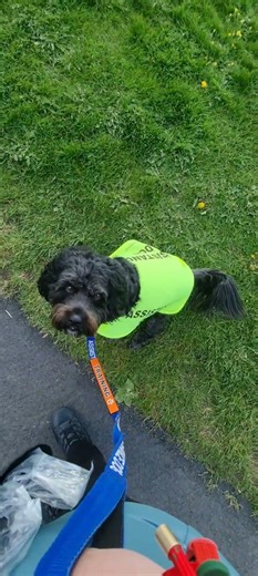 assistance dog training raws #dogcomunity #assistancedog #multipurposeservicedog