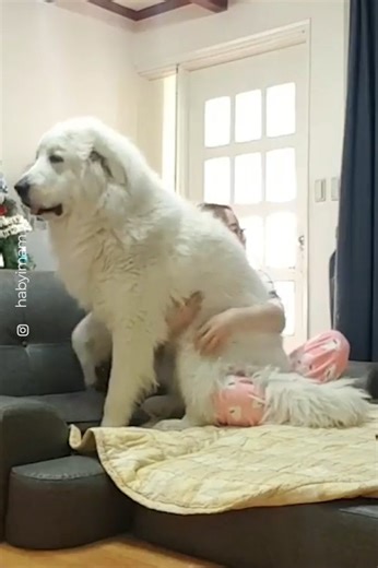 There is nothing truer in this world than the love of a good dog ❤️🥰 | The Woof World