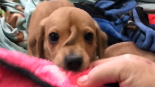 'Unicorn' puppy has second tail on his face