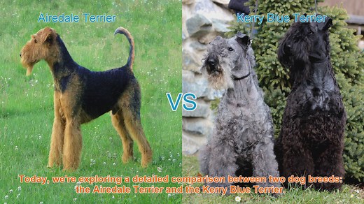 Airedale Terrier vs. Kerry Blue Terrier: Breed Comparison