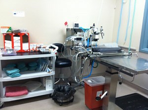 Spaying and Neutering Process