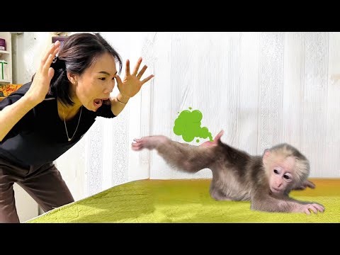 Hilarious! Baby Monkey Bedtime Fart Catches Mom Completely Off Guard