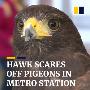 21K views · 475 reactions | This Harris’s hawk named Pac-Man has a mission. Along with his falconer, he keeps pigeons out of the San Francisco area metro station. | South China Morning Post | Facebook