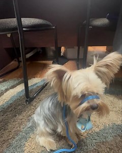 JJ is getting used to wearing a transitional leash! Since he has some trachea problems he will be wearing it while he starts the beginning of his training! | The Dog Wizard Greenville