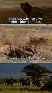 Lions eat warthog alive with a bite to the ass!#wildlife #lion | Channel 20s