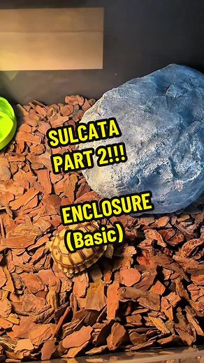 Sulcata Tortoise Enclosure: Basic Setup Guide