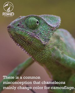 A bizarre yet magnificent creature - Asian Chameleon. #chameleon #wildlife #wildlifephotography | Rewild with ABD