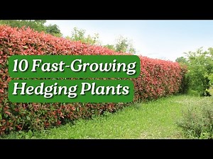 Fast Growing Hedging Plants for Quick Privacy: Top 10 Pick