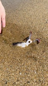 1.2M views · 2.4K reactions | I thought those were extinct  (Produced by Network Media and Kyle & Mistie) | Tips, Tricks & Funny Clips | Facebook