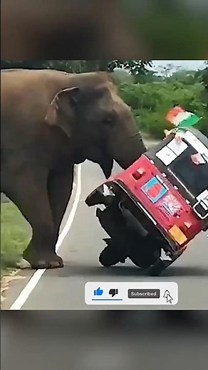 Creazy & cute Animal doing funny things 😁😁😁😁😒 #animal #funny