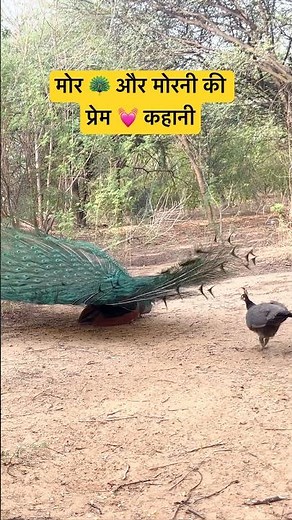 Peahen’s Signal & Peacock’s Response 🦚 | Rare Mating Moment #naturelovers #peacock #birds #trending