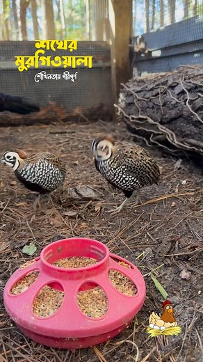 Montezuma quail দেখতে অনেক সুন্দর- শখের মুরগিওয়ালা | শখের মুরগিওয়ালা