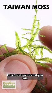 11 reactions | TAIWAN MOSS is available for sale on DustinsFishTanks.com! Shop Now! Taiwan Moss is one of the longest flowing Mosses I have found. Unlike a Christmas or Spiky Moss, Taiwan will send of single fronds that will extend beyond the initial planting. This could provide a unique look for someone trying to create a "Tree" with driftwood. I have found that Taiwan Moss has some of the brightest greens out of all of the Moss we carry. TANK ON! | Dustin's Fishtanks | Facebook