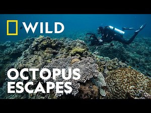 National Geographic: Octopus Escapes From Sea Lions
