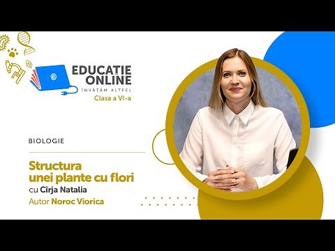 Biologie, Clasa a VI-a, Structura unei plante cu flori