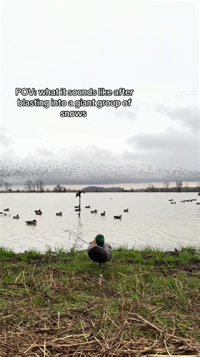 Soundtrack of Duck Hunting Adventures