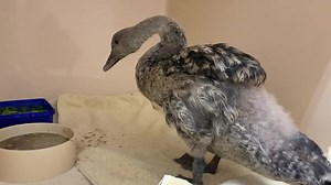 Our vet team are currently caring for this beautiful black swan chick. This poor baby, along with his sibling, was hit by a car. Sadly the sibling did not survive 😢. This wee one was taken to Bird Rescue Dunedin who then brought it to hospital the following morning. He sustained a nasty injury to the side of his head which has resulted in damage to the eye. X-rays luckily showed no fractures from the impact trauma. Our vets are unsure whether he will regain full vision in the eye yet but are do
