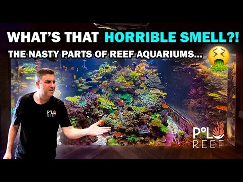REEF TANK MAINTENANCE: THE STINKY PART NO ONE TALKS ABOUT!