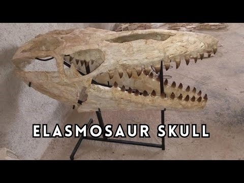 For Fossil Collectors - The Stunning Elasmosaurus Skull You NEED To See
