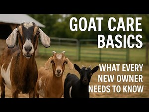 Goat Care Basics – What Every New Owner Needs to Know