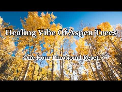 Healing Vibe Of Aspen Trees | 1 Hour Emotional Refresh