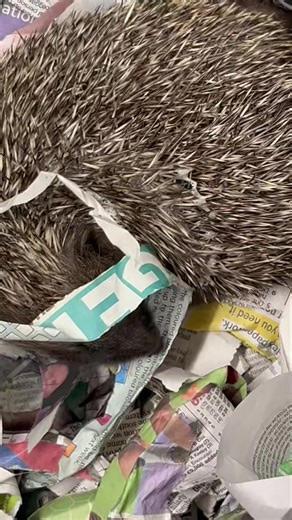 This is self-anointing. We don’t really understood why hedgehogs do this. They put saliva on their spines. They often do it when in a new environment or with new smells or foods. | Wild Hogs Hedgehog Rescue