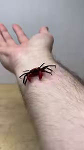 Feeding the food. This is a colony of discoid cockroaches (Blaberus discoidalis). They are one of few cockroach species legal to keep and culture for commercial use in Canada. These cockroaches are native to Central America and make an excellent feeder insect for various kinds of specialty pets. Remember, it’s essential to gut load your feeders before offering them to your animals to ensure they contain the highest level of nutrients available for your animal to absorb. • #reptiliatus #insect #a