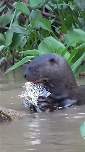 Meet one of the Amazon’s most fascinating predators, the giant river otter. 🦦🌿 #wildlife #nature