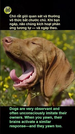 Why Do Dogs Yawn at Their Owners? Little-Known Facts! 🐶😮