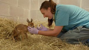 77K views · 382 reactions | Behind the scenes at Disney's Animal Kingdom is a must for every animal lover 殺 | Heart | Facebook