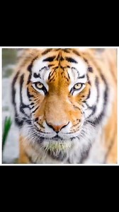 The bilateral symmetry of life. Bilateral or mirror symmetry means that an organism can be divided into two identical halves along a central axis. This symmetry is common in many animals, including humans. Key Points: 1. Definition: The left and right sides of an organism are mirror images of each other, divided by a central plane. 2. Evolutionary Advantage: Bilateral symmetry aids in movement and navigation, supports the development of a central nervous system, and facilitates complex behaviors