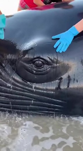 Dozens of Beachgoers Rush to Save Massive Beached Whale, Joining Forces to Push It Back Into the Ocean Coffs Harbour, Australia – November 26, 2025 A dramatic rescue effort unfolded on a popular beach when a massive whale washed ashore in the early afternoon, prompting a crowd of beachgoers to unite in a desperate push to save the stranded giant. The entire rescue was captured from above, showing the incredible teamwork and determination of ordinary people thrown into an extraordinary situation.