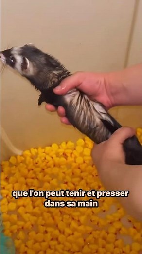 Why Do Ferrets Bite? #ferret #instincts