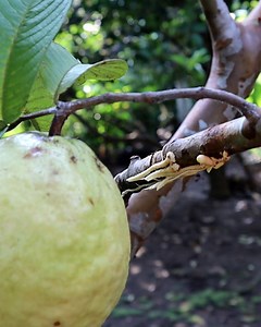 Growing guava you can try this | Grafting Examples