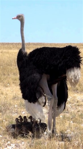 2.7K views · 19 reactions | Did you know male ostriches aren’t just for show? They play a big role in protecting the nest, incubating eggs at night, and raising chicks alongside the females. #OstrichFacts #WildParenting #parenting #family #bondingtime #nature #naturelovers #porcupinetours #fblifestyle | Jacqueline Emmanuel | Facebook
