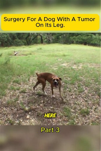 Surgery for a dog with a tumor on its leg. p3 #rescue #rescuedog #tiktok #viral #fyp