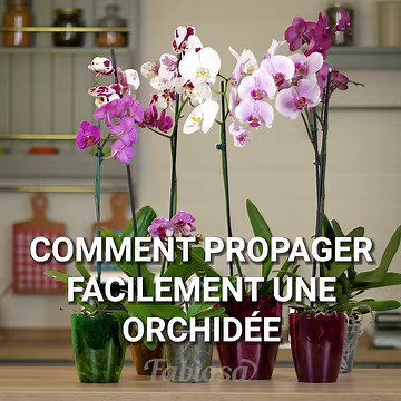 Nous allons vous montrer trois méthodes simples qui vous aideront à cultiver des orchidées à l'intérieur. | Fabiosa France