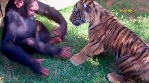 1.1M views · 12K reactions | Tiger cubs, chimps and wolf pups…oh my!...