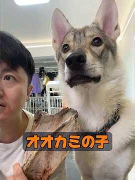 What kind of wolf is this? #animals #animalproduction #nature