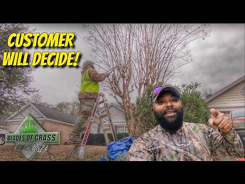 Crape Myrtle Tree Pruning