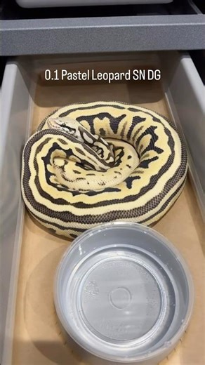 Ball Python 🐍 0.1 Pastel Leopard SN DG het Clown / Cryptic ✨