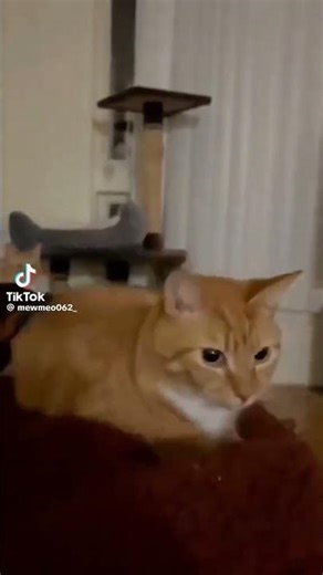 Orginal Loaf Cat Meme #loaf #lol #cat #meme