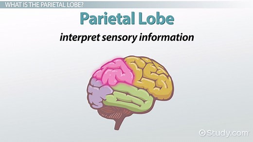 Parietal Lobe Function & Location | What Does the Parietal Lobe Do?